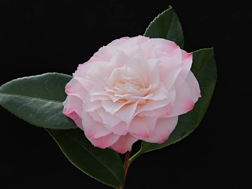 Nuccio's Pearl